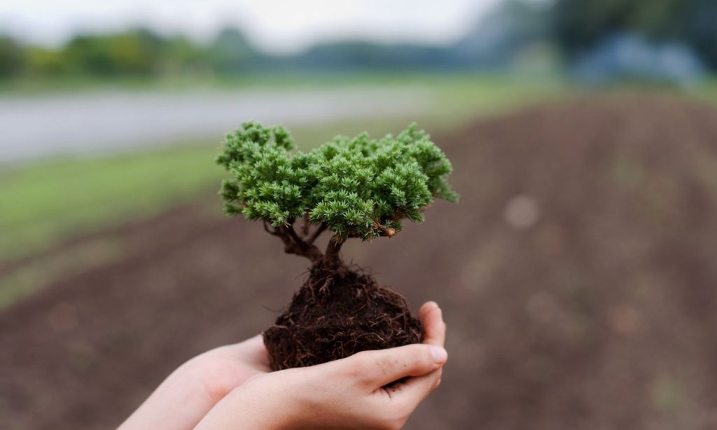 plant breeding for stress environments
